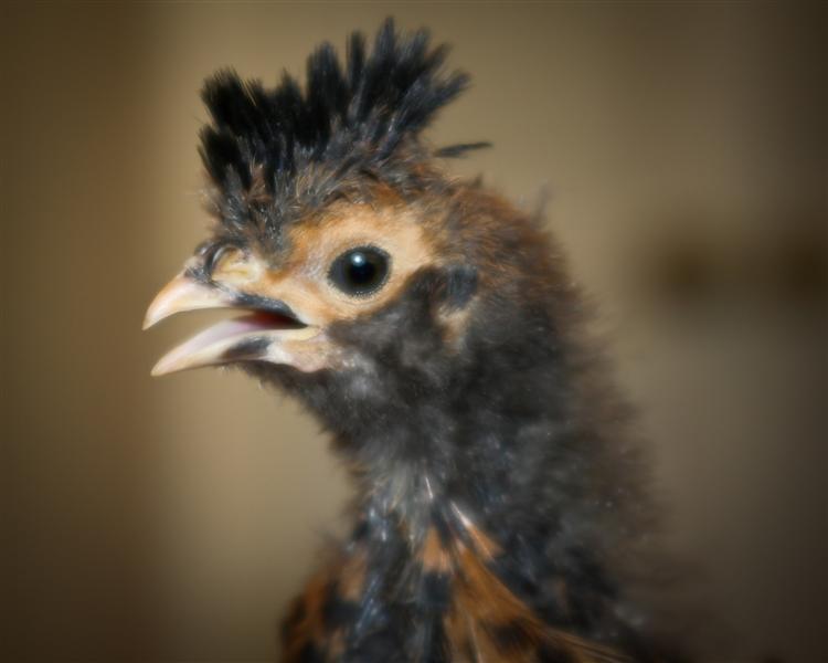 http://pics.fuzzywolf.com/IMG_2805.jpg