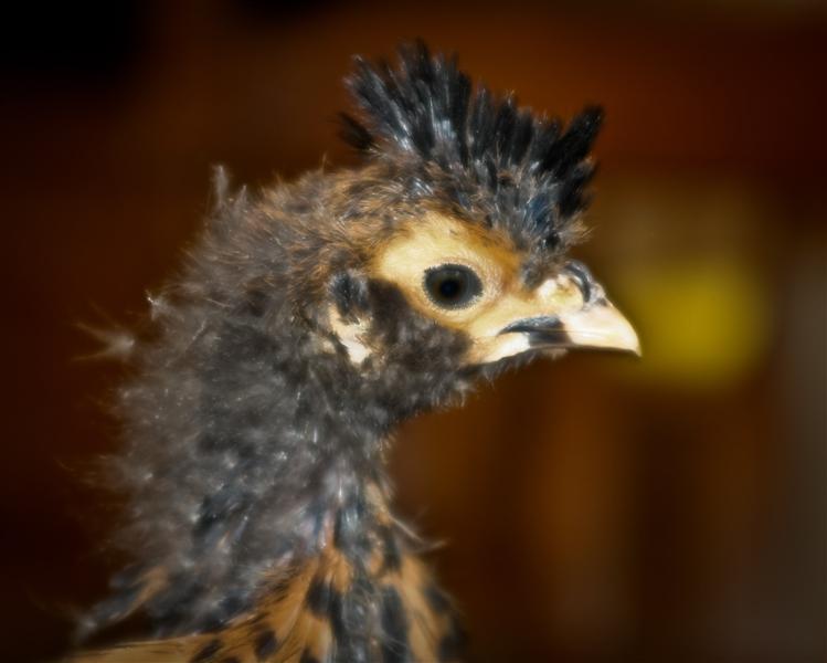 http://pics.fuzzywolf.com/IMG_2808.jpg
