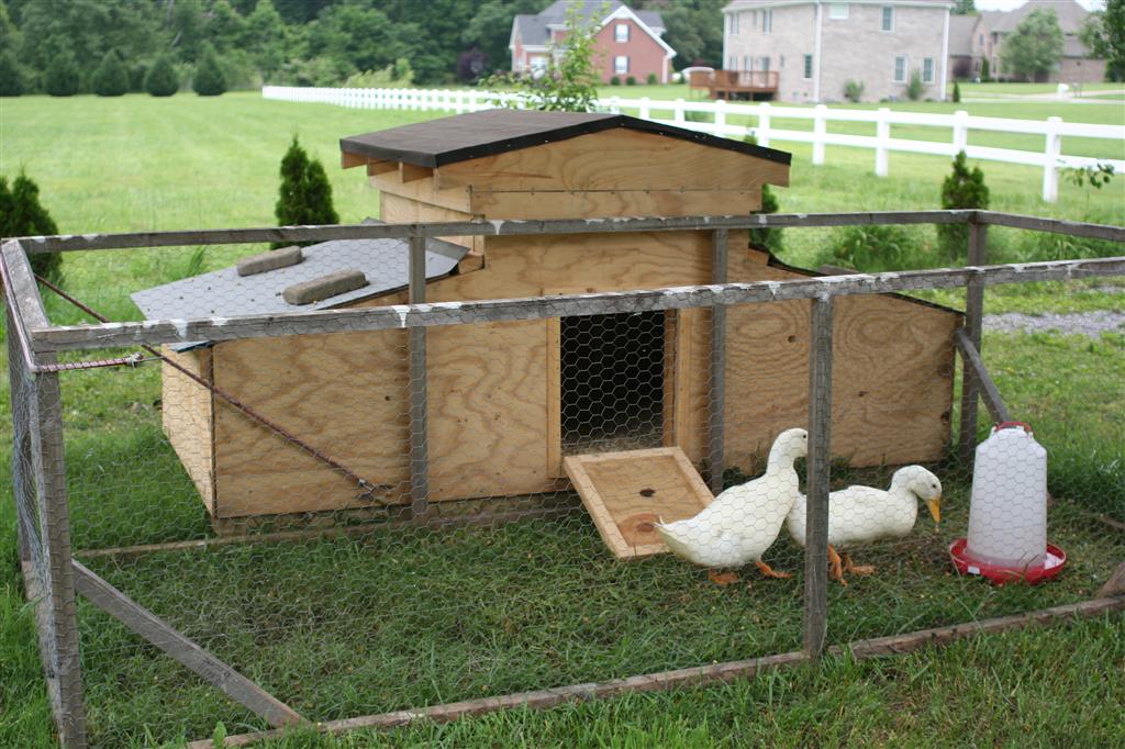 Backyard duck house plans - Home design and style